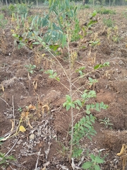 Oncoba spinosa