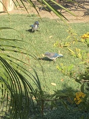 Aphelocoma californica