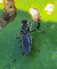 Hydromyza livens