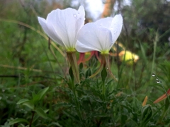 Oenothera tetraptera