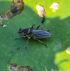 Hydromyza livens