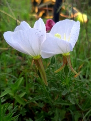 Oenothera tetraptera