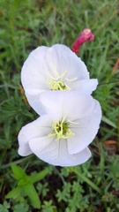 Oenothera tetraptera