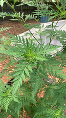 Ambrosia trifida trifida