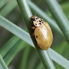 Harmonia quadripunctata