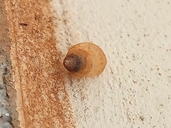 Gastropoda