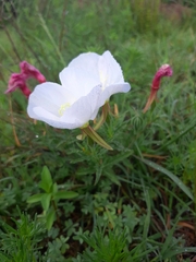 Oenothera tetraptera