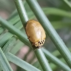 Harmonia quadripunctata