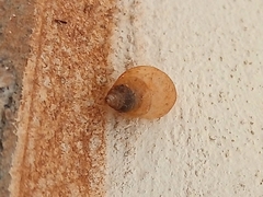 Gastropoda