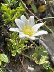 Anemonoides baldensis