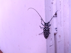 Stellognatha maculata