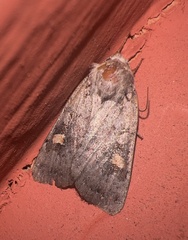 Adelphagrotis indeterminata