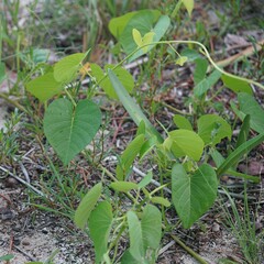 Ipomoea violacea