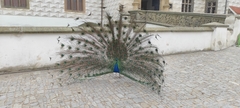 Pavo cristatus