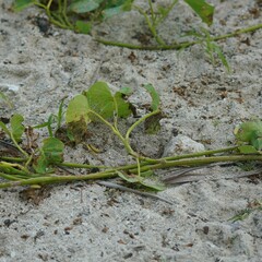Ipomoea violacea