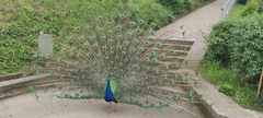 Pavo cristatus