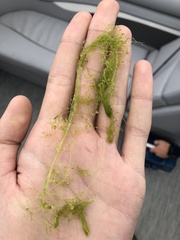 Utricularia purpurea