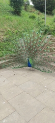 Pavo cristatus