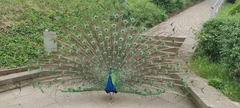 Pavo cristatus