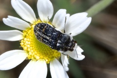 Acmaeoderella mimonti