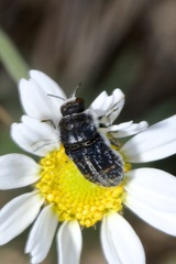 Acmaeoderella mimonti