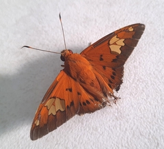 Euriphellus euribates