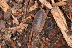 Porcellio scaber