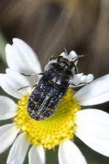 Acmaeoderella mimonti