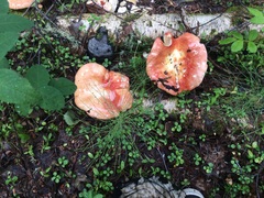 Russula