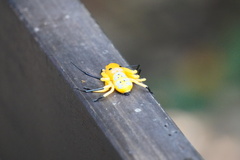 Platythomisus octomaculatus