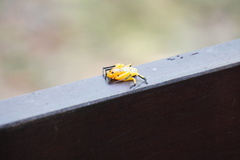 Platythomisus octomaculatus