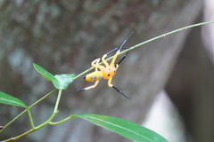 Platythomisus octomaculatus