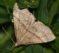 Hypena atomaria