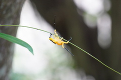 Platythomisus octomaculatus