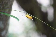 Platythomisus octomaculatus