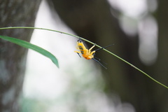 Platythomisus octomaculatus