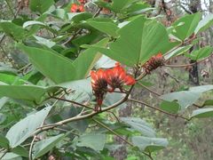 Erythrina breviflora