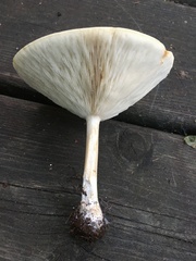 Melanoleuca alboflavida