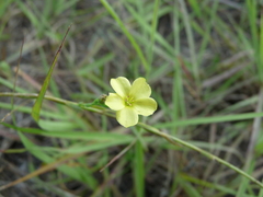 Linum medium