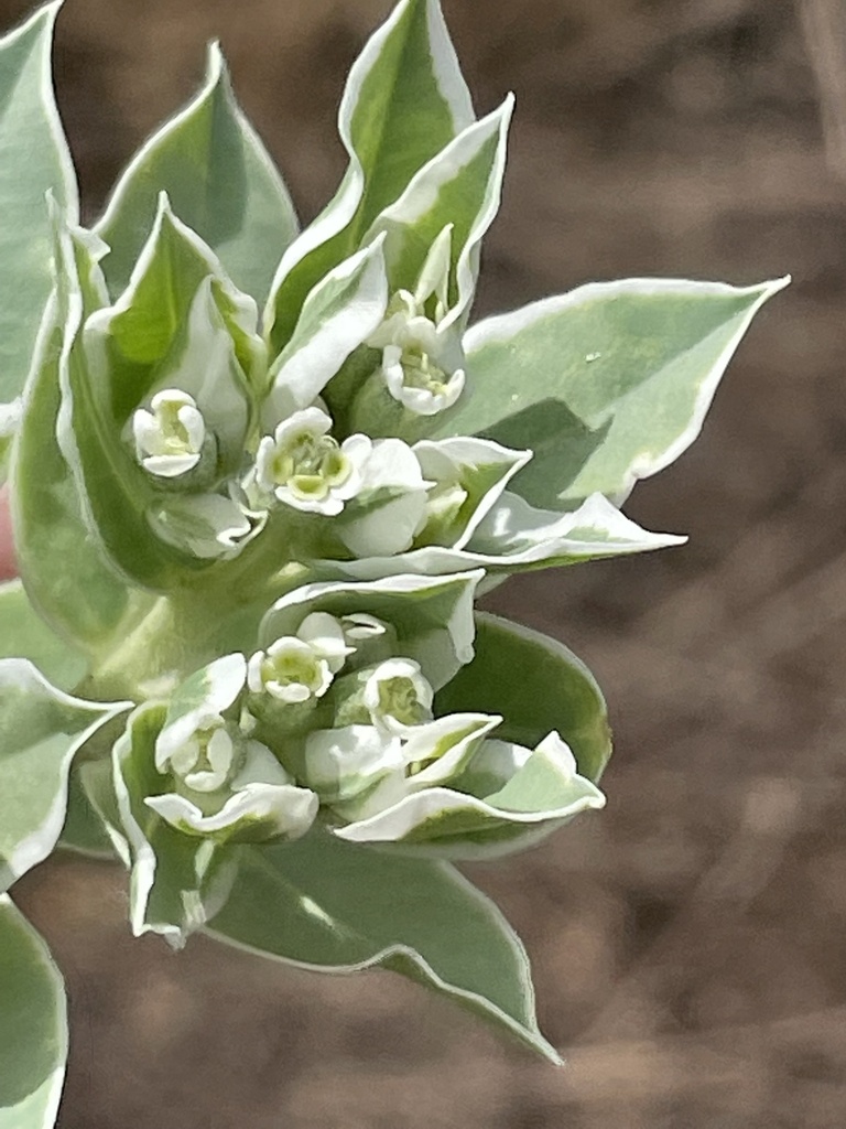 snowonthemountain from E0490 Rd, Drummond, OK, US on August 03, 2022