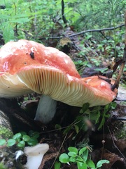 Russula