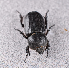 Hemiphileurus