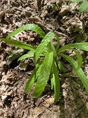Careyanae