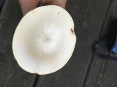 Melanoleuca alboflavida