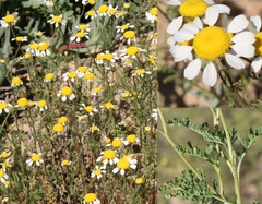 Foveolina tenella