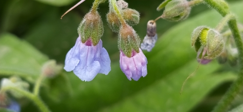 Lindelofia anchusoides