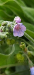 Алексей Ябс, CC0, iNaturalist via GBIF Lindelofia anchusoides, photograph Алексей Ябс, CC0, iNaturalist via GBIF