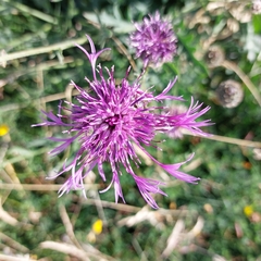 Centaurea scabiosa