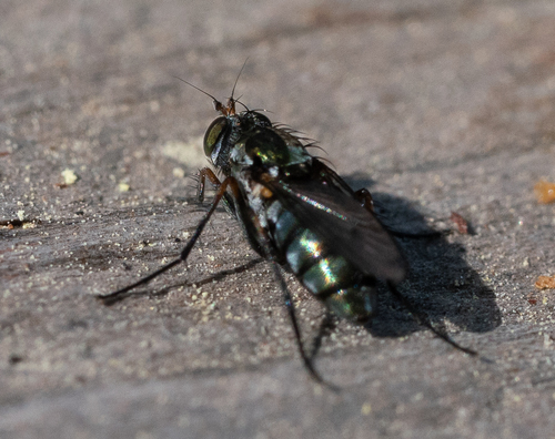 iNaturalist observation photo of Tachytrechus