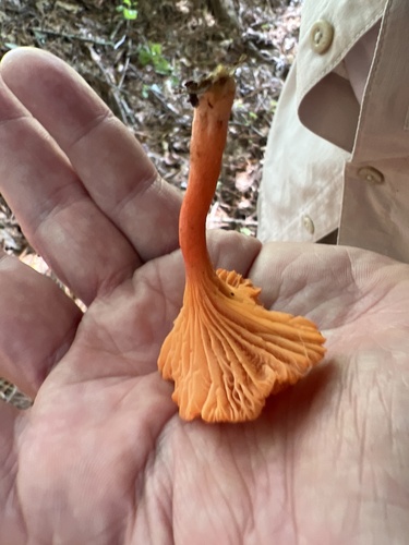 Red Chanterelle